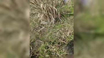 爆乳萝莉女神『鹿爷』路边勾搭陌生人开车户外野战不过瘾车上无套又操一炮第04集