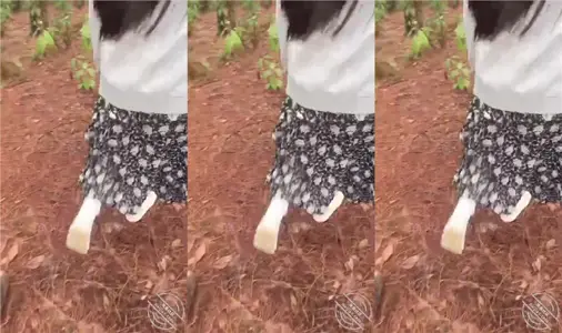 带嫂子户外车震露出,野战爆操,全自动榨汁机爽翻了